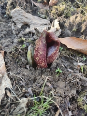 Symplocarpus foetidus