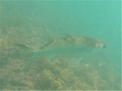 Gracilimugil argenteus