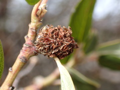 Asphondylia ceanothi