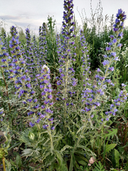 Echium vulgare