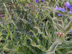 Echium vulgare
