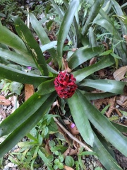 Bromelioideae