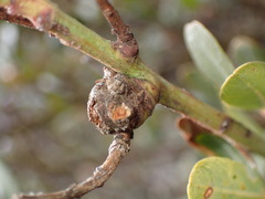 Asphondylia ceanothi