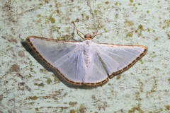 Leuciris fimbriaria