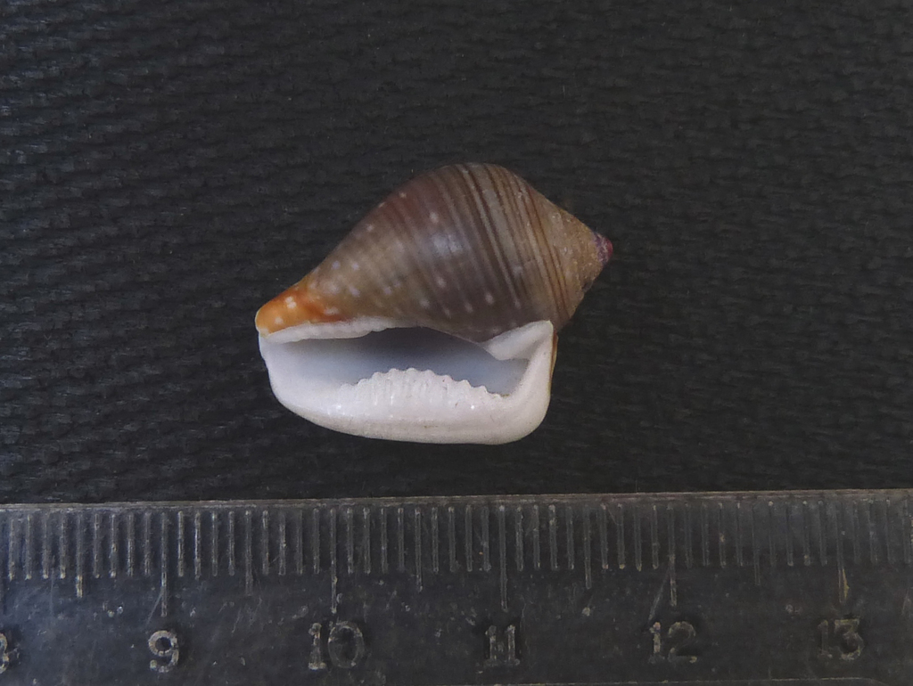 Columbella labiosa (Molluscs of Costa Rica) · iNaturalist