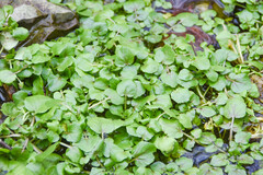 Nasturtium officinale