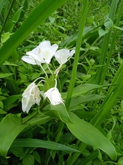 Hedychium