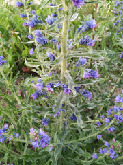 Echium vulgare