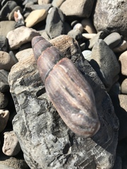 Atrimitra idae