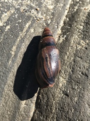 Atrimitra idae