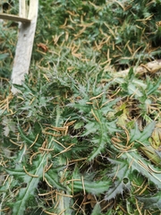 Cirsium palustre