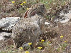 Lepus capensis
