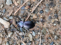 Carabus arvensis