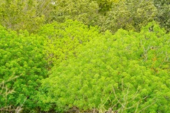 Aesculus californica