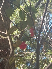 Lapageria rosea