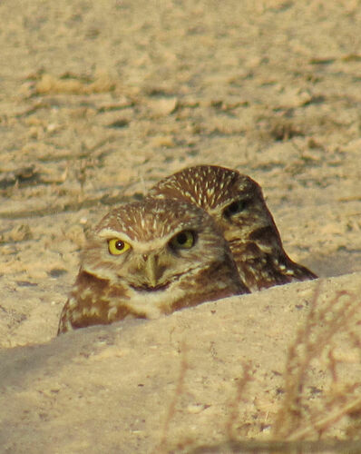Burrowing Owl photographed in Nevada