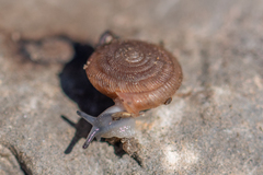 Oestophorella buvinieri