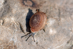 Oestophorella buvinieri