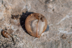 Oestophorella buvinieri