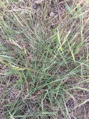 Rytidosperma racemosum