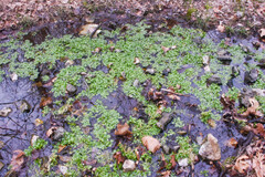 Nasturtium officinale