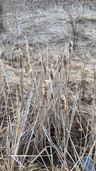 Typha