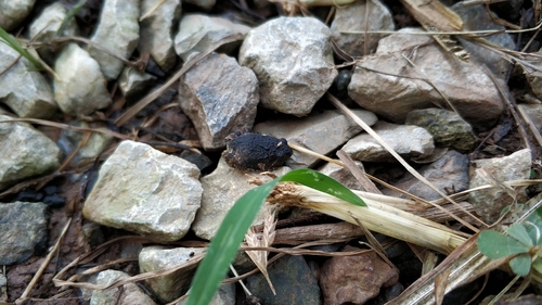 Glyphoglossus guttulatus