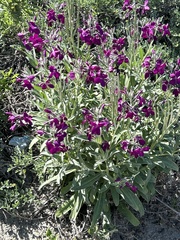 Matthiola incana