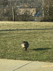 Branta canadensis