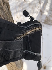 Elymus riparius