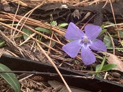 Vinca minor