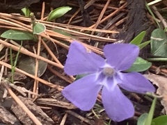Vinca minor