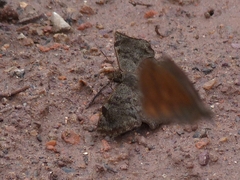 Antigonus erosus