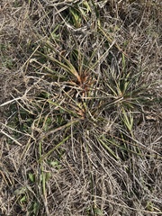 Yucca arkansana
