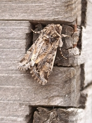 Noctuinae