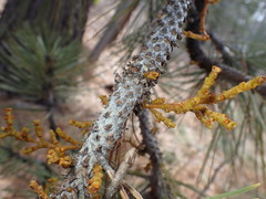 Arceuthobium campylopodum