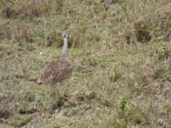 Eupodotis senegalensis