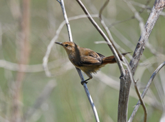 Limnoctites sulphuriferus