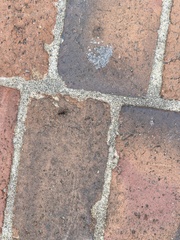 Camponotus pennsylvanicus