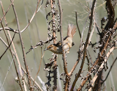 Limnoctites sulphuriferus
