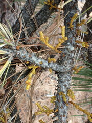 Arceuthobium campylopodum