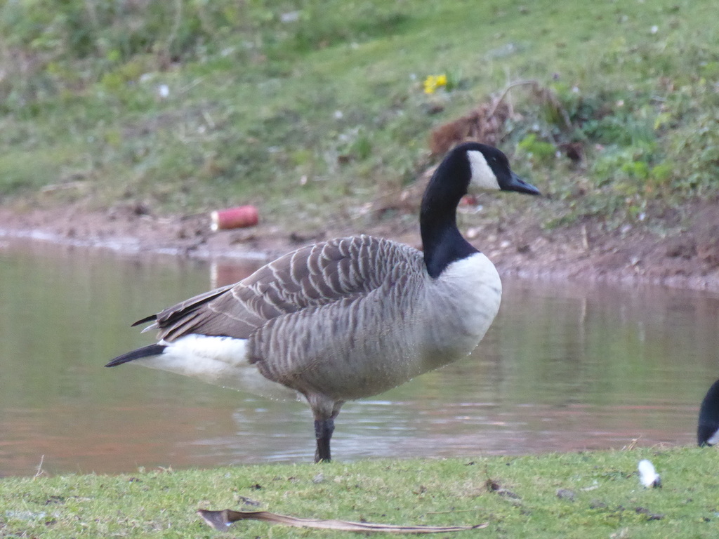 Canada Goose from Eastside, Birmingham, UK on February 26, 2023 at 05: ...