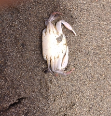 Callinectes arcuatus