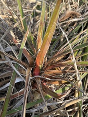 Yucca arkansana