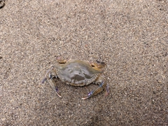 Callinectes arcuatus