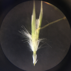 Rytidosperma racemosum