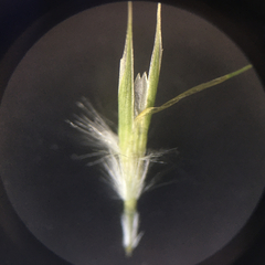 Rytidosperma racemosum