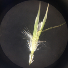 Rytidosperma racemosum