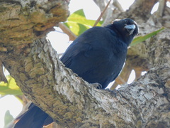 Molothrus rufoaxillaris