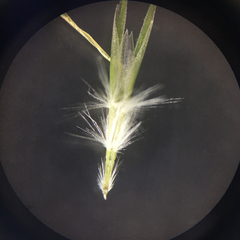 Rytidosperma racemosum